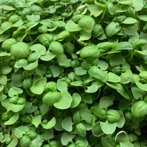 Basil Microgreens