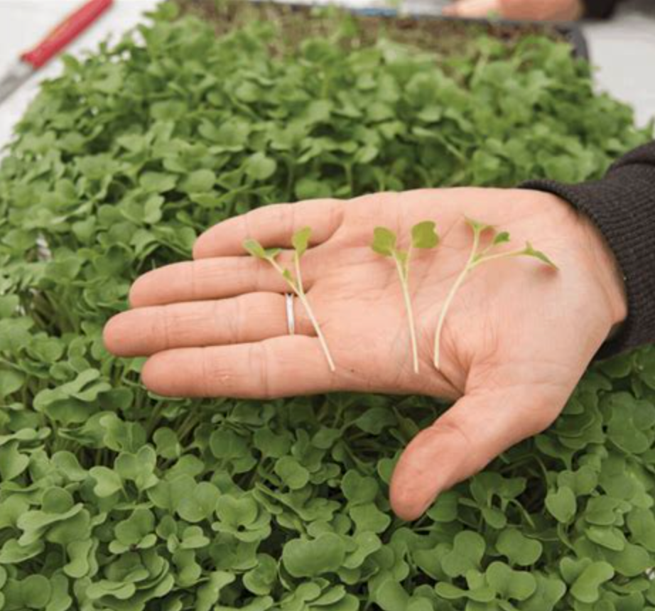 Broccoli Microgreens